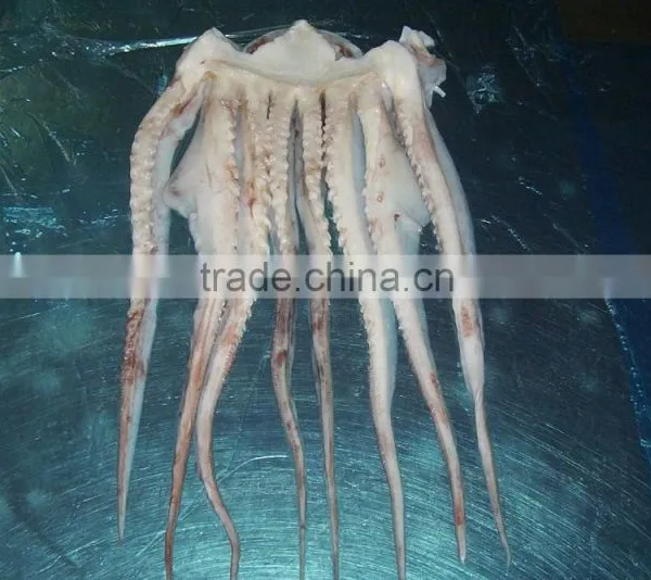 Frozen Giant Squid Tentacle photo-2