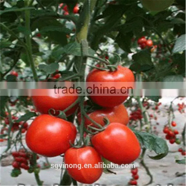 Hybrid Tomato F1 Seeds Fresh Tomato Greenhouse Tomato Seed Hybrid Seed Production Tomato