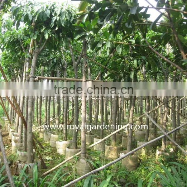 Lagerstroemia Speciosa Tropical Tree Dia 6-20cm,high 3-4m photo-3