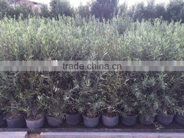 Olive Tree -Olea Europaea "Arbustivo - Bush" photo-5