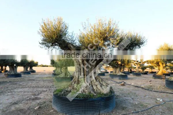 Cieza Collection - Millenary Olive Trees