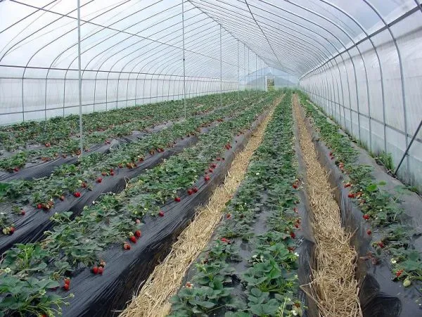 200micron Anti-UV Plastic Film Greenhouse for Agriculture
