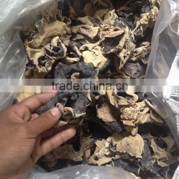 White Back Black Fungus With Lower Price photo-3