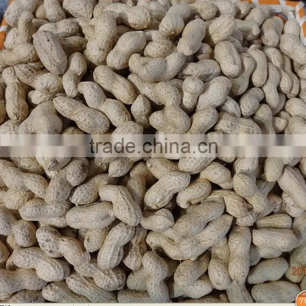 Delicious Roasted Peanuts in Shell for Sale photo-3