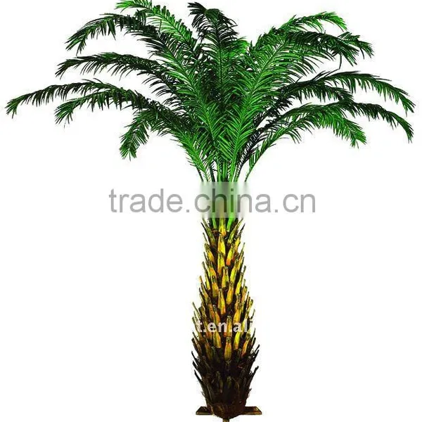 Middle East Date Palm Tree