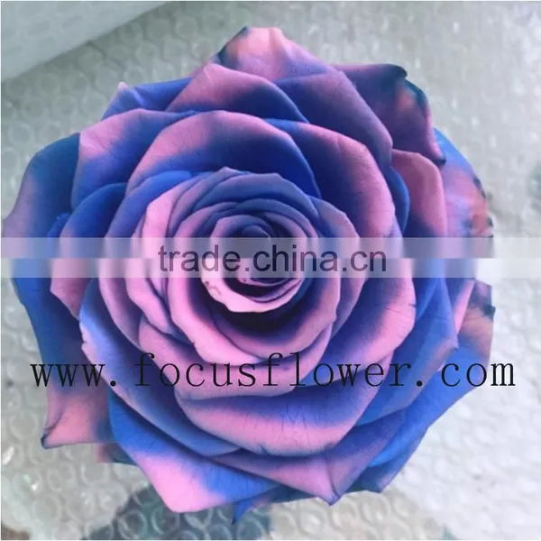 Real Touch Wholesale Preserved Flower Preserved Rose From China