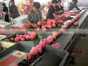 Apple Grading Machine photo-3