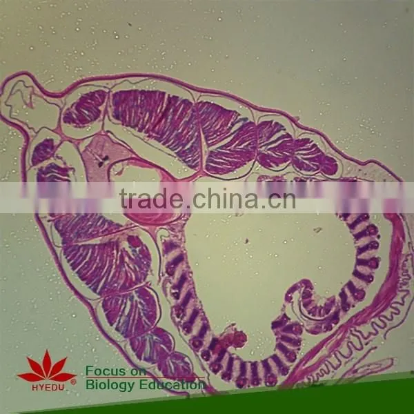 Supply Animal Round Coverglass Student Biological Teaching Slides Individual Microscope Prepared Slide photo-3