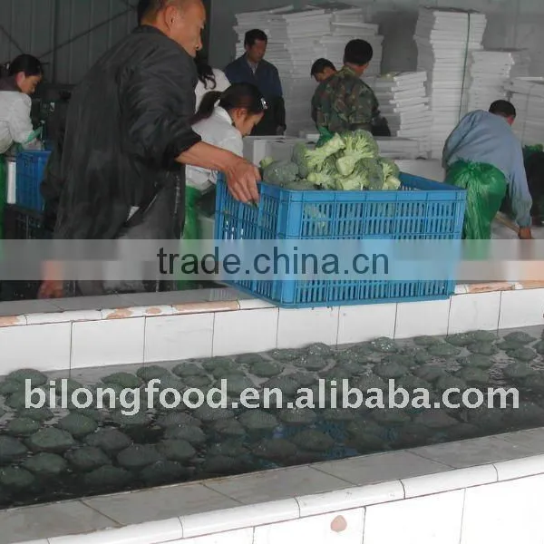 Chinese Fresh Broccoli (11-13cm ) From New Farm photo-3