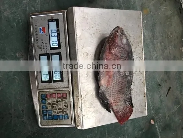 Chinese Factory Price of Frozen Black Tilapia photo-4
