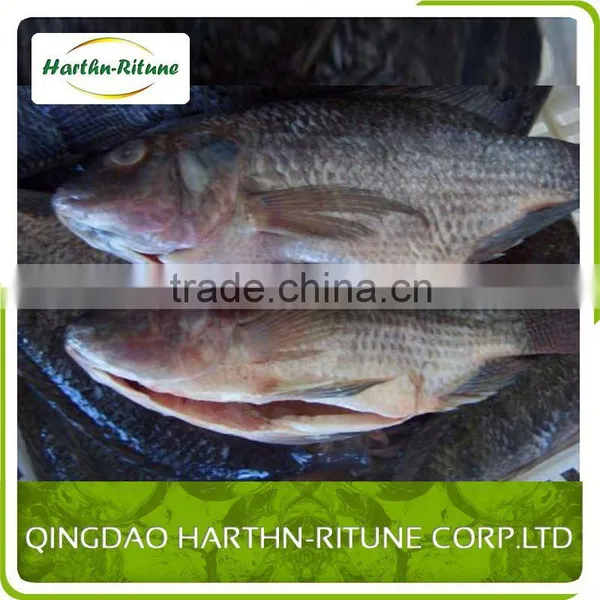 Iqf Frozen Tilapia Fillet Fish Wholesale photo-3