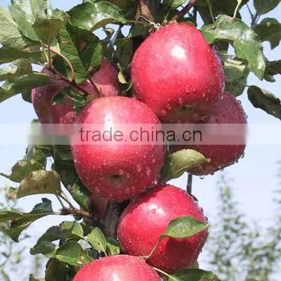 Fresh Chinese Qinguan Apple for Export photo-4