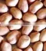 Peanuts Kernel photo-2