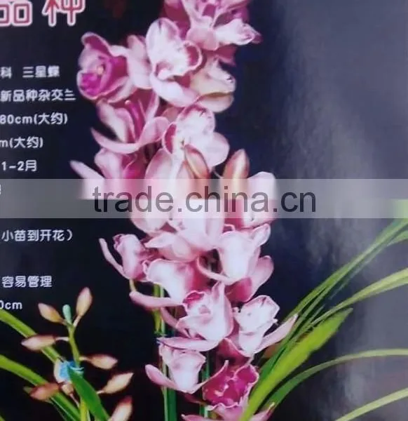 Cymbidium Hybridum Faberi(Peach Beauty) photo-2