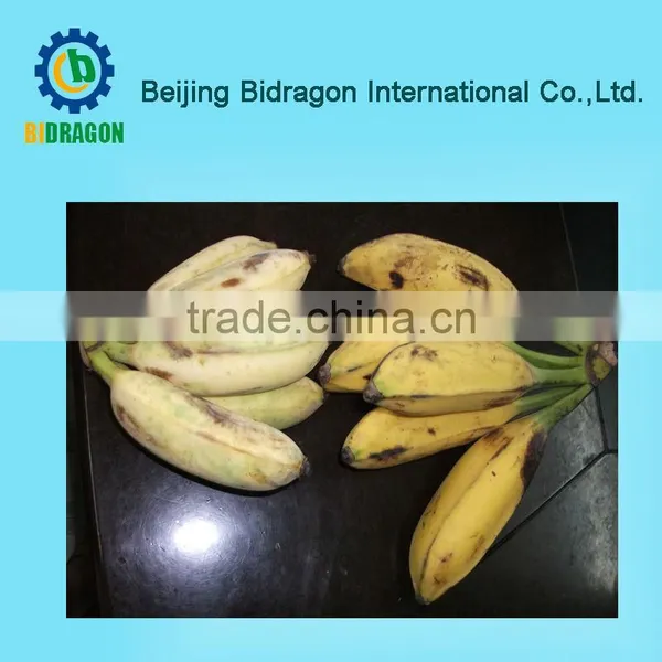 Plantain Flour Processing Machine