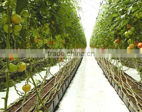 Grow Rough for Tomato / Vegtable photo-3