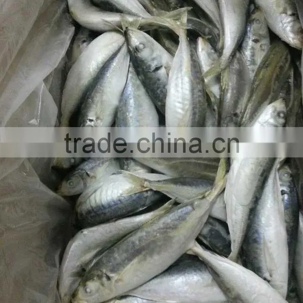 Sea Frozen Horse Mackerel photo-2