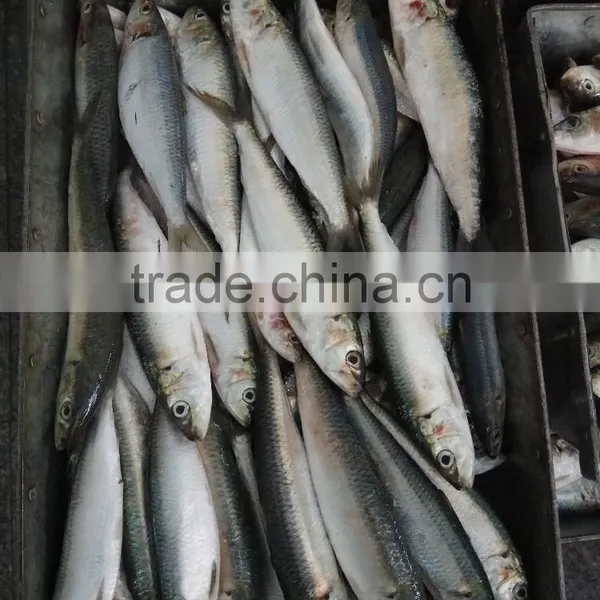 High-class New Fish Sardine Fish Frozen Sardine for Canning on Sale photo-3