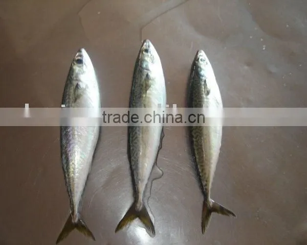 Frozen Pacificus Mackerel photo-3
