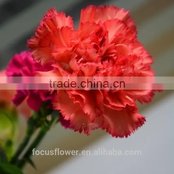 Unique Fresh Cut Flowers Colombia Carnations Wholesale for Parties photo-6