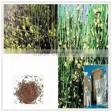 Ephedra Vulgaris photo-2