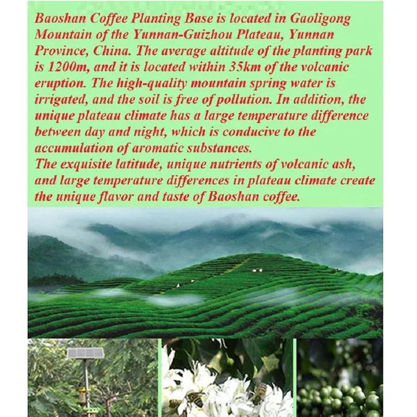 Coffee Coffee Beans Arabica photo-5