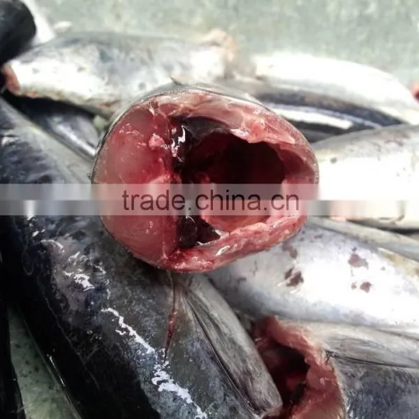 2015 Frozen Bonito HGT 150-300g/pc New Processing photo-2