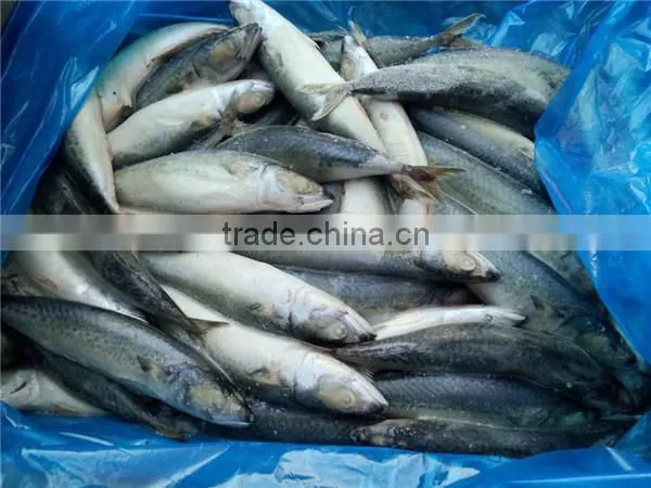 Pacific Mackerel New Coming Seafood photo-5