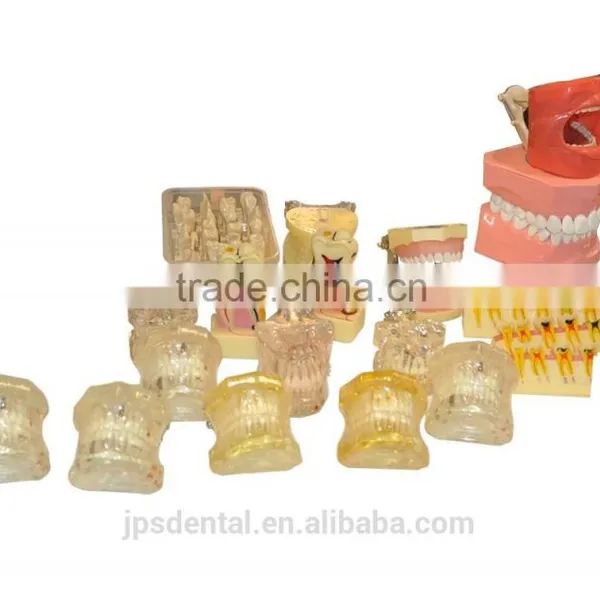 Dental Training False Teeth Model in Similar Quality With Nissin