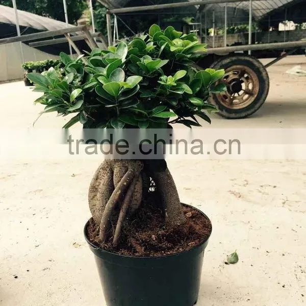 Flowers With Plants for Home Money Tree With Cheap Price photo-3