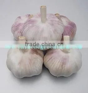 2017 Fresh Pure White Garlic photo-3