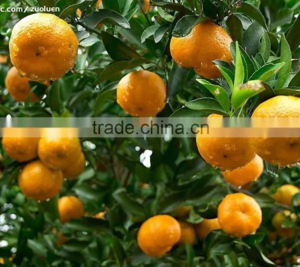 Companies Imported Fruit Orange Fruit Price photo-2