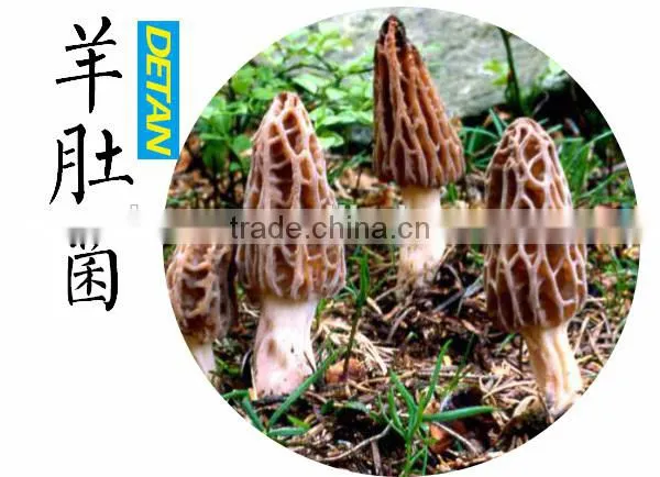 Wild Dried Morchella Vulgaris Grown in Mountain photo-4