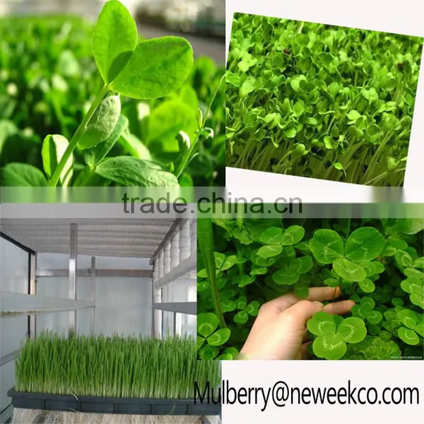 Neweek Combine Heating Tube Hydroponic Wheat Corn Alfalfa Sprouting Machine photo-6