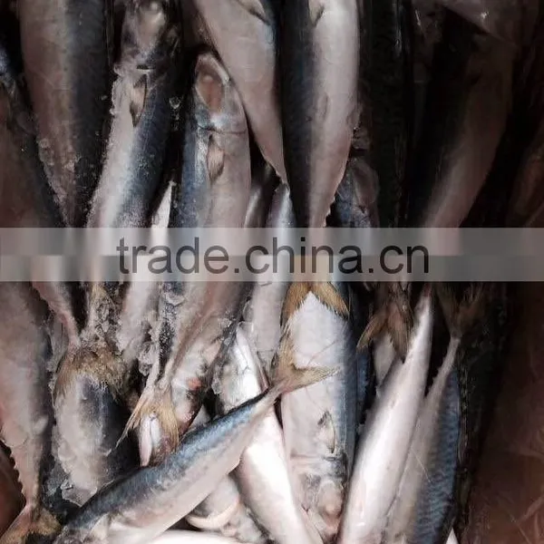 Frozen Mackerel Prices photo-2