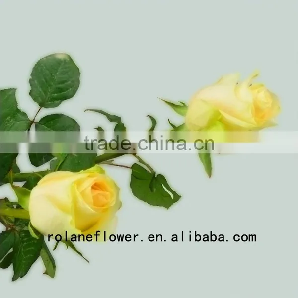 Newest Dubai Fresh Flower Importers Artificial Rose Plant Peach Avalanche Rose for Home Farms Directly Supply photo-3