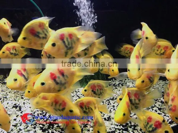 Aquarium Fish Farm and Export From Thailand photo-4