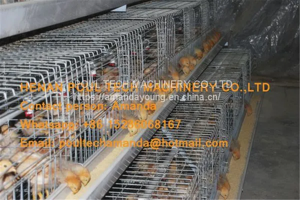 Kuwait Chicken Farming Chicken Supplier A Type Pullet Cage & Day Old Chick Cage Equipment With 90-200 Chicken photo-2