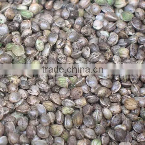 Hemp Seed photo-2