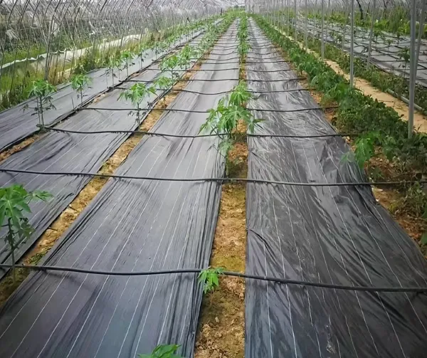 Premium Quality Weed Barrier Fabric for Agriculture and Landscaping Projects photo-5