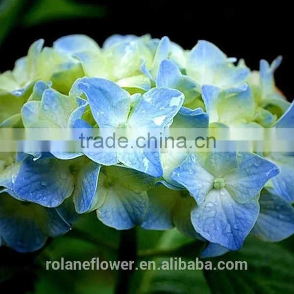 Plant Directly Export Cutting Board Bamboo Cutting Hydrangea From Yunnan, China photo-4