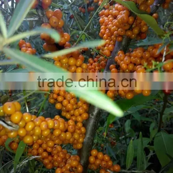 Organic Hippophae Rhamnoides Oil With Organic ,good Quality photo-4