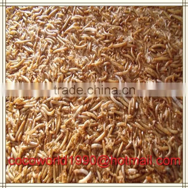 How to Dry Mealworms/how to Raise Mealworms for Birds/what do You Feed Mealworms photo-6