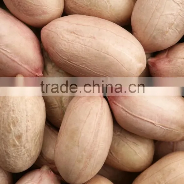 Java Peanuts Suppliers photo-4
