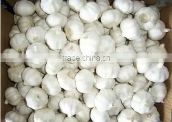 Beautiful Quality Chinese Pure White Garlic 2016 Crop photo-4