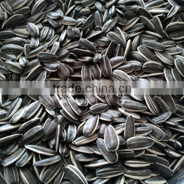 Chinese Sunflower Seeds 5009