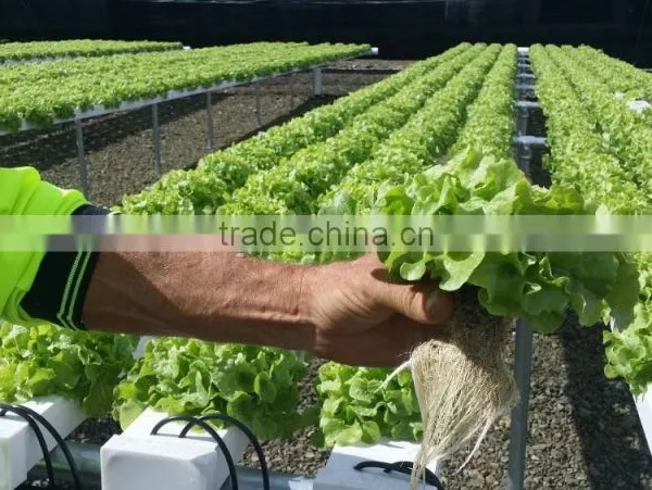 Trade Assurance Supplier Greenhouse Hydroponics System photo-5