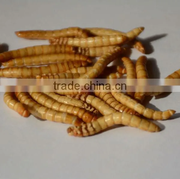 Canned Freeze Drying Mealworms photo-4