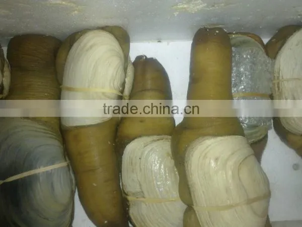 Live Geoduck (canadian) photo-3