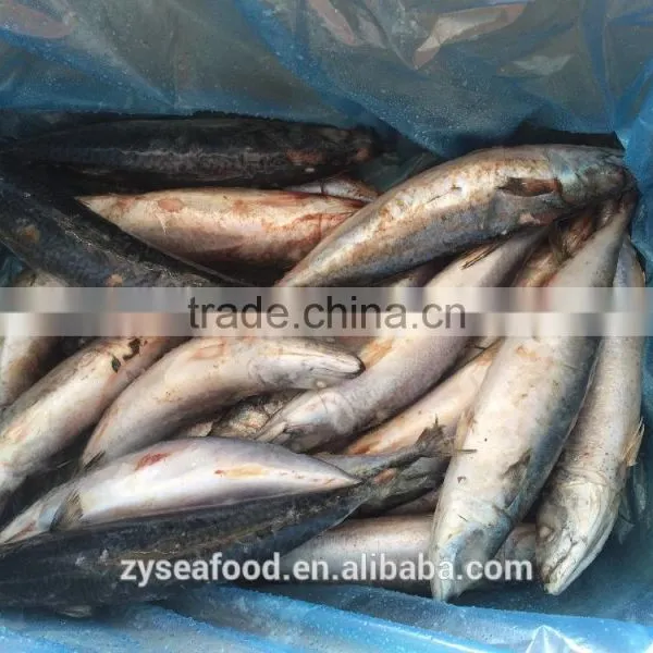 High Quality Fresh Sea Frozen Cheap Pacific Mackerel photo-3